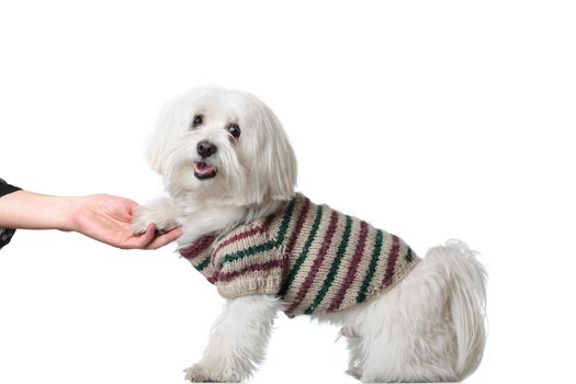 Bichon puppy with clothes isolated on white