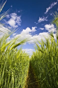 View of the clumps of rye from the bottom