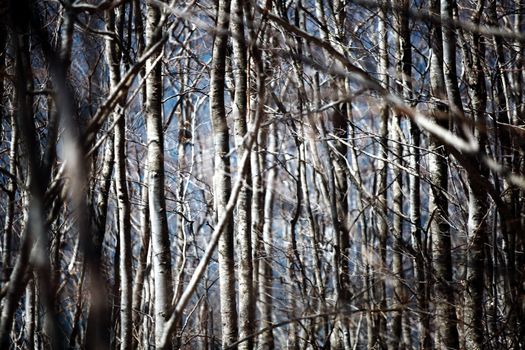 abstract branches in the woods, shallow dof