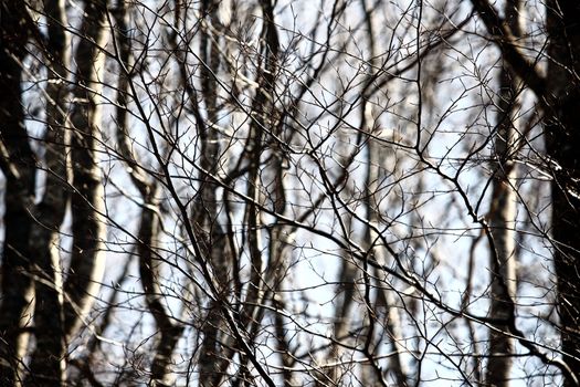 abstract branches in the woods, shallow dof