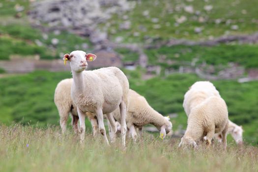 herd of sheep on large meadow in the mountains