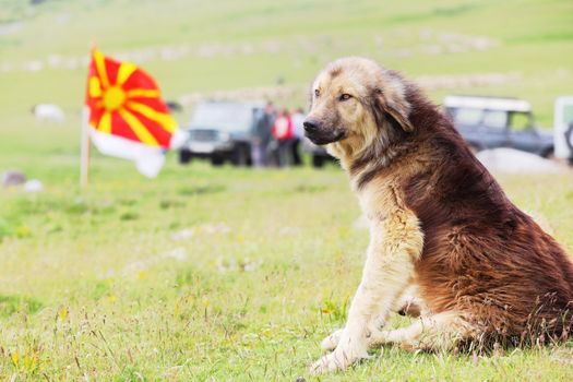macedonian shepherd dog with the country flag in the background