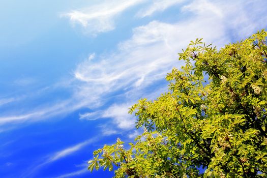 tree in spring on beautiful blue sky