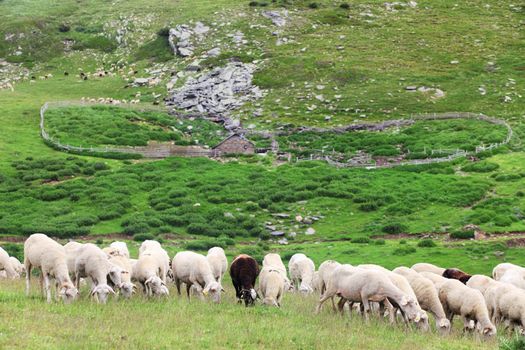 herd of sheep on large meadow in the mountains