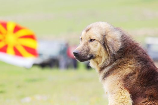 macedonian shepherd dog with the country flag in the background