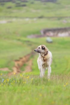 shepherd dog with sharp iron collar in a meadow