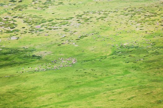 herds of sheep on a meadow in the mountains