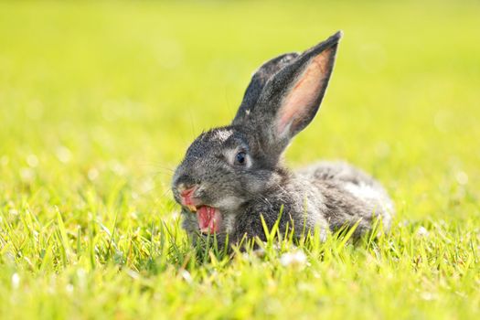 dark gray rabbit lying in a meadow