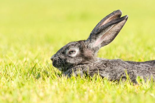 dark gray rabbit lying in a meadow