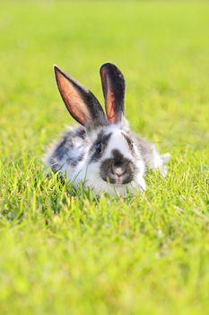 white - gray rabbit lying in a green meadow