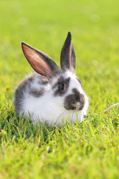 white - gray rabbit lying in a green meadow