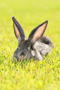 dark gray rabbit lying in a meadow