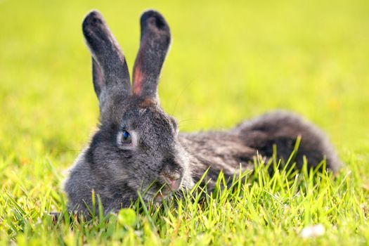 dark gray rabbit lying in a green meadow