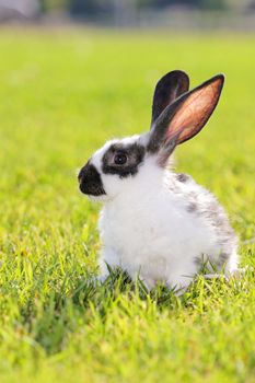 white - gray rabbit lying in a green meadow