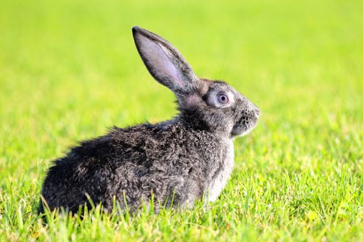 dark gray rabbit lying in a meadow
