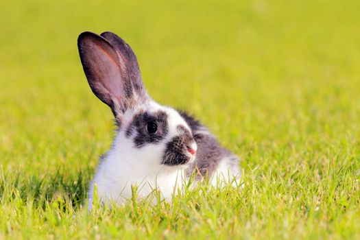 white - gray rabbit lying in a green meadow