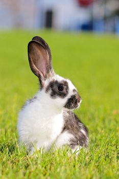 white - gray rabbit lying in a green meadow