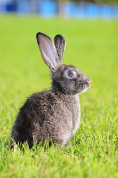 dark gray rabbit lying in a meadow