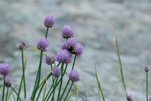 Purple flowers