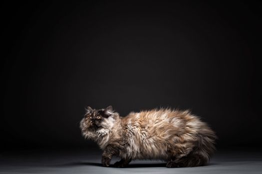 Chinchilla persian little kitty against dark background