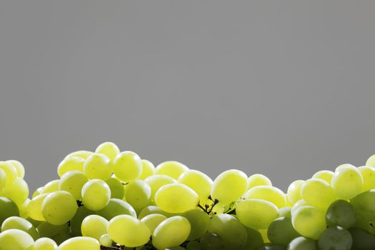 fresh green grapes backlighted against gray background