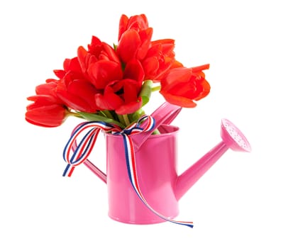 pink watering can with red Dutch tulips over white background