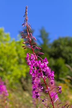 Beautiful pink wild orchid flower in closeup