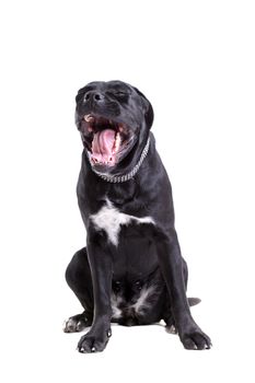 Cane Corso purebred dog portrait, isolated on white background