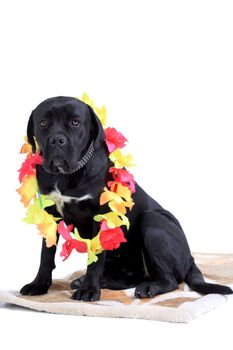 Cane Corso purebred dog portrait against white background