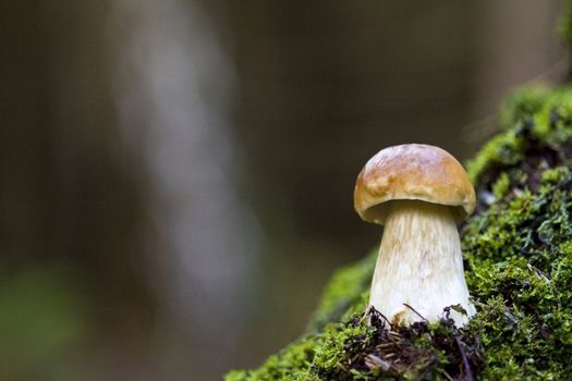 Little boletus on the background of green moss in natural environment