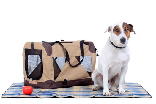 Jack Russel Terrier with a carrying bag against white background