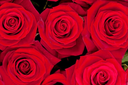 Background of red roses in closeup