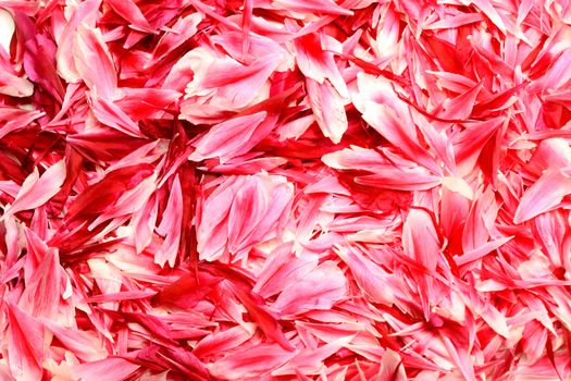 red and pink rose petals background