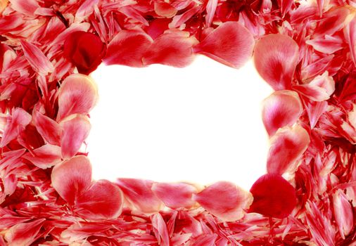 frame made of red rose petals