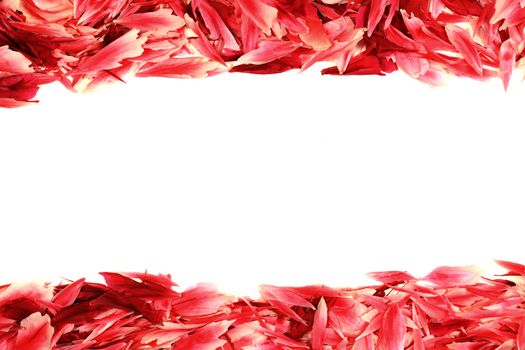 frame made of red rose petals