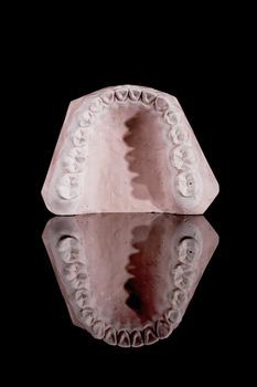 gypsum model of a human teeth on black background