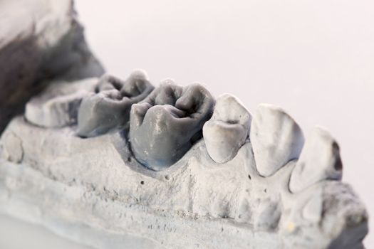 gypsum model of a human teeth on white background