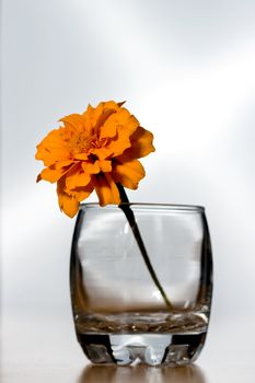 flower in an empty crystal glass