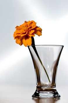 flower in an empty crystal glass