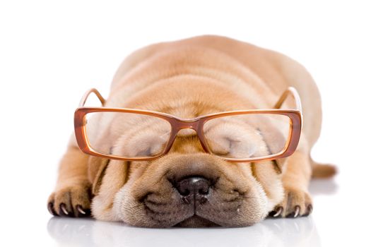 Shar Pei baby dog, almost one month old, with glasses