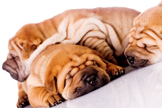 three Shar Pei baby dogs, almost one month old