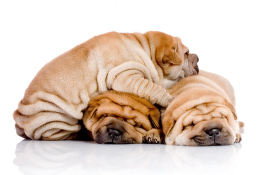 three Shar Pei baby dogs, almost one month old