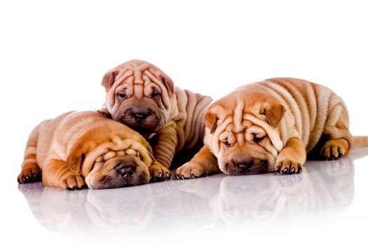 three Shar Pei baby dogs, almost one month old