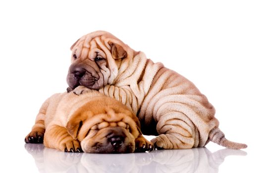 two Shar Pei baby dogs, almost one month old