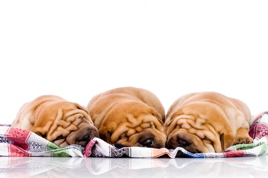 three Shar Pei baby dogs, almost one month old
