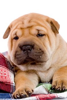 Shar Pei baby dog, almost one month old