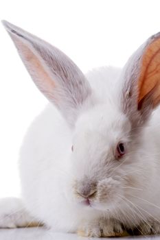 rabbit isolated on white background