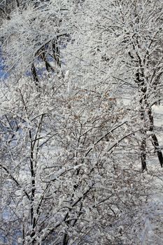 snowy landscape, winter in Russia