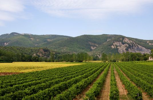 Landscape with vineyard, sunflowers and mountains in the Ardeche of France