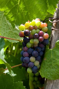 wine grapes in vineyard hanging under leaves